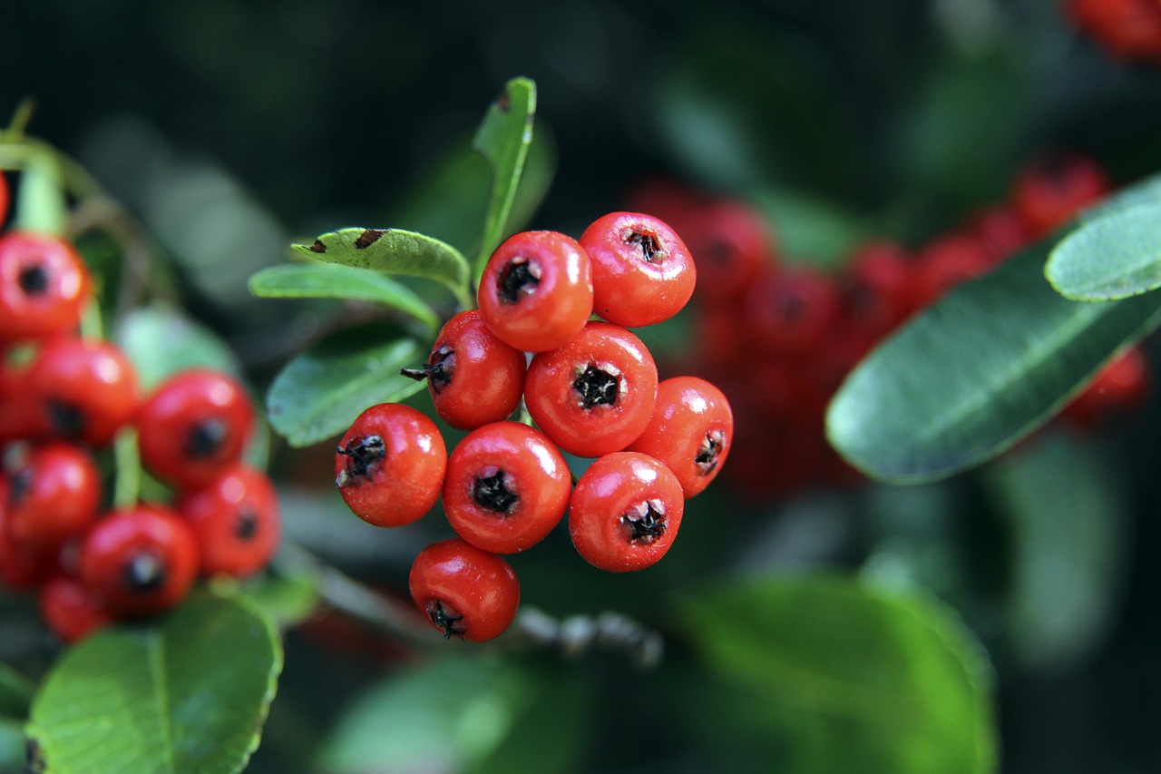 借拉菲尼亚 借拉菲尼亚